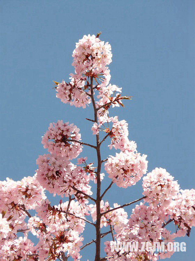 夢見水籠頭_周公解夢夢到水籠頭是什麼意思_做夢夢見水籠頭好不好_周公解夢官網
