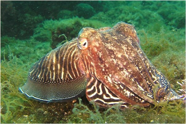 夢到了小鳥落在我手上玩耍是好事還是壞事_周公解夢官網