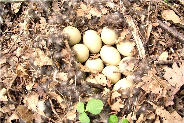 夢見拿刀劃自己眼睛有什麼預示嗎_周公解夢官網