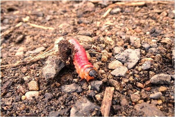 夢到了已故對象給買項鍊是啥意思_周公解夢官網