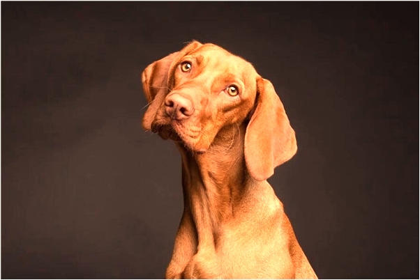 夢見爺爺乃你啊會有什麼預兆_周公解夢官網