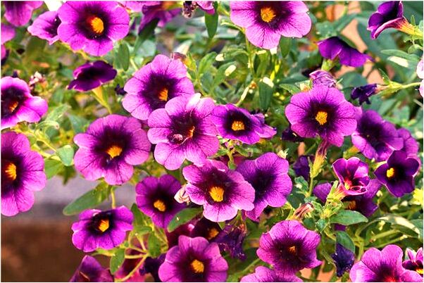 夢見我家的戶口本是什麼意思_周公解夢官網