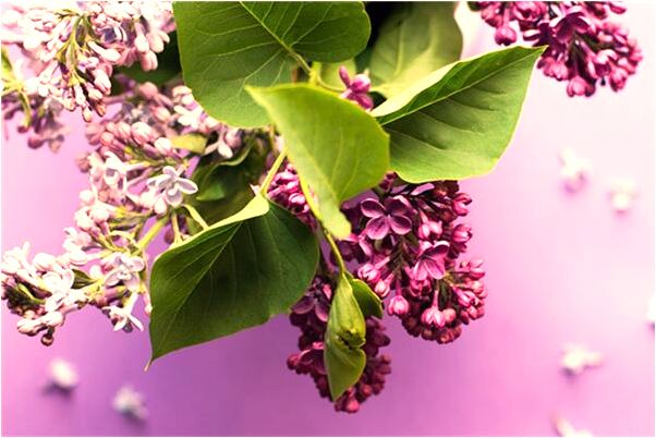 夢見舊房子扒了蓋新房有的沒扒意味著什麼_周公解夢官網