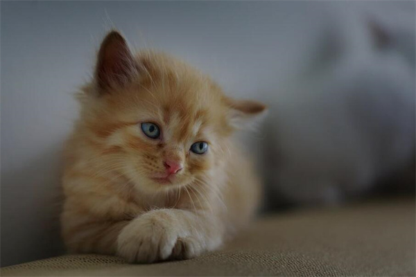 夢到貓頭是咋回事_周公解夢