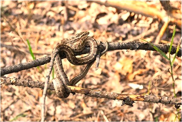 夢到了自己流鼻血咳出血塊是什麼預兆_周公解夢官網
