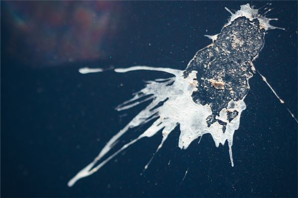 夢到了鳥屎掉臉上是不是好的徵兆呢_周公解夢