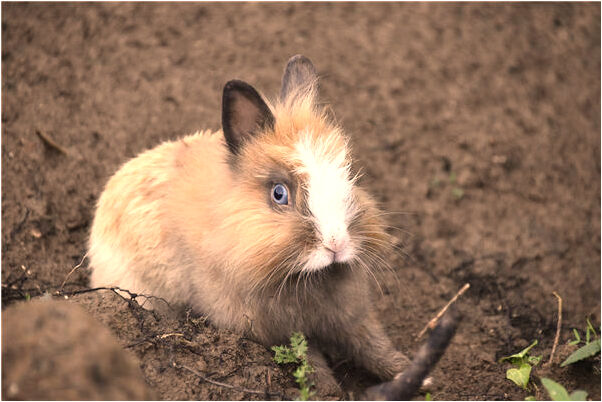 夢到深圳機場股票漲停了是什麼兆頭_周公解夢官網