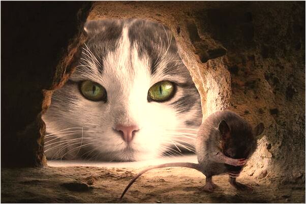 夢到了女人別人店裡很多雞是啥意思_周公解夢官網