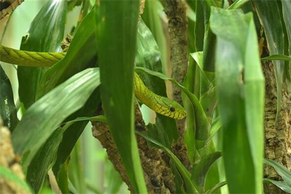 夢到了蛇生子代表著什麼_周公解夢