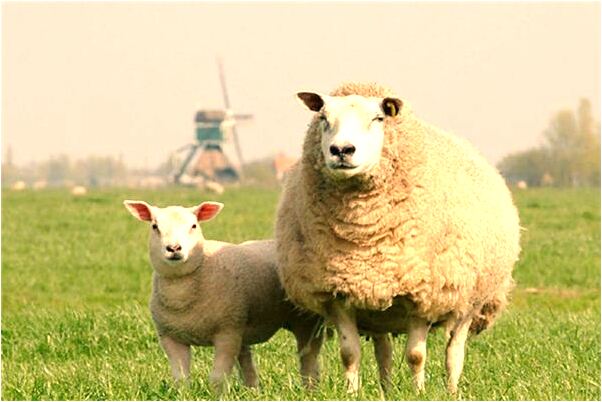 夢到了自己的包破了是什麼意思_周公解夢官網