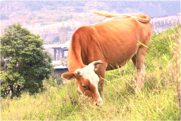 夢見陌生男人送禮物有什麼意義嗎_周公解夢官網