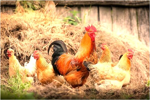 夢到了熟悉的人死了又活了意味什麼_周公解夢官網