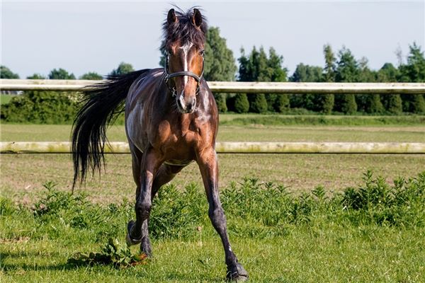 馬男的秉性如何_十二生肖