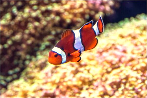 夢見撿寶貝是什麼預兆_周公解夢官網