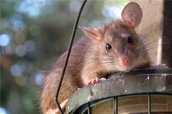 夢到小老鼠_周公解夢