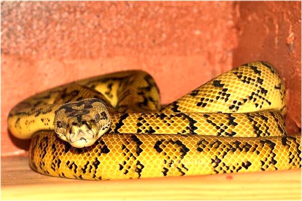 夢到了聽到琴聲很大是啥預兆_周公解夢官網