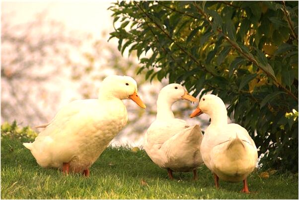 夢到抓青蛙的我給放了啥意思_周公解夢官網