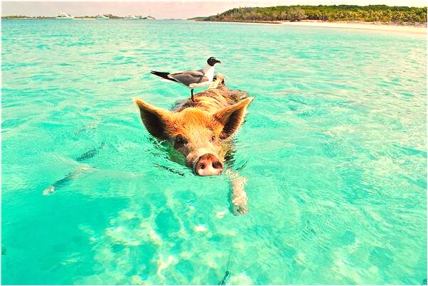 夢到了用水沖洗自己胳膊傷口是什麼啟示_周公解夢官網