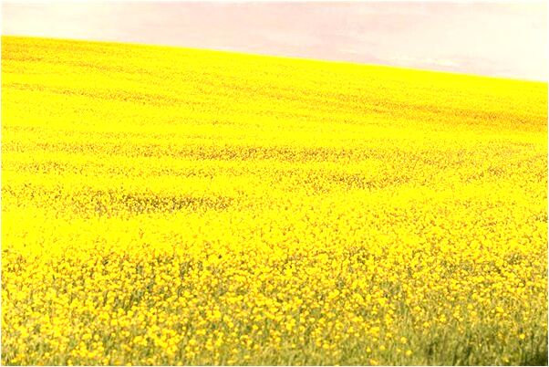 夢到了很多馬趟在地上會是什麼預兆_周公解夢官網