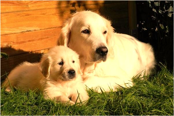 夢到了與明星戀愛分手預示什麼_周公解夢官網