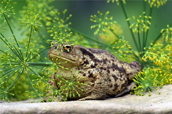夢到了一群蛤蟆是吉兆嗎?_周公解夢