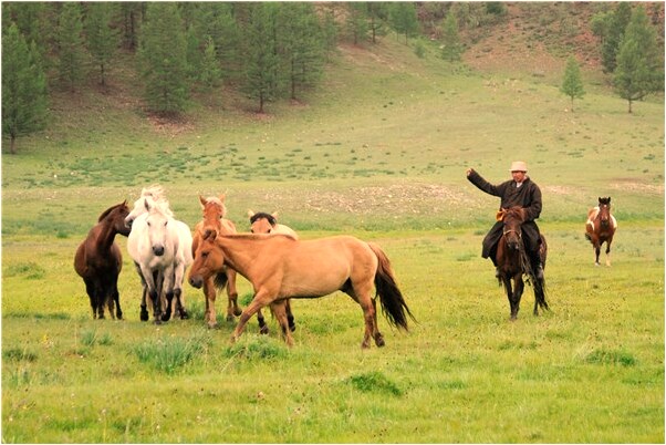 夢見一群鴨子在稻田裡代表著什麼？_周公解夢官網