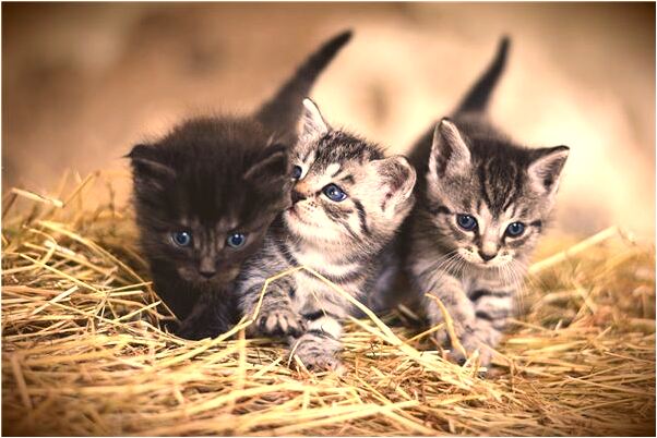 夢見自己為朋友而死是什麼預兆_周公解夢官網