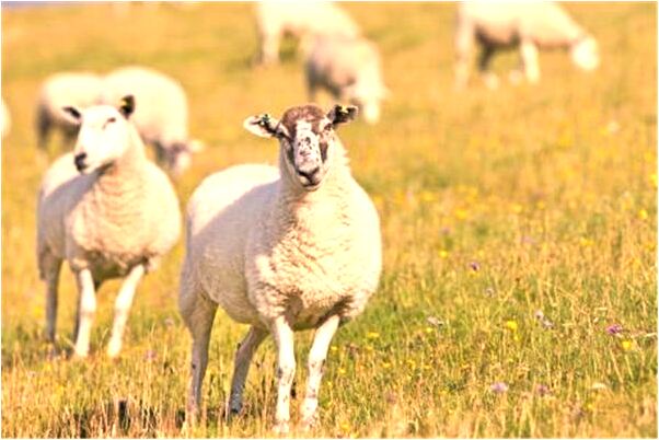 夢到了有人淹死在水中會怎么樣_周公解夢官網