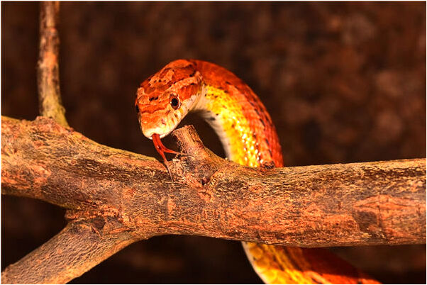 夢到了激流救二人有什麼寓意嗎_周公解夢官網