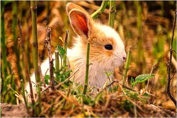 夢到飛快下樓梯怎么回事_周公解夢官網