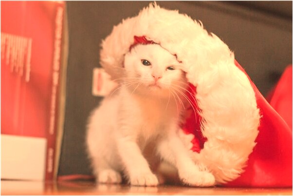 夢到神戰鬥啥意思_周公解夢官網