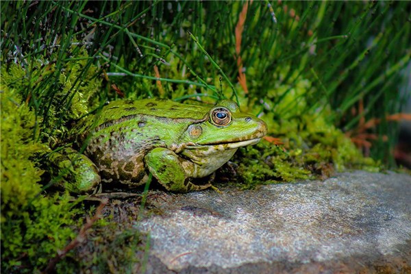 夢見抓牛蛙預示了什麼_周公解夢