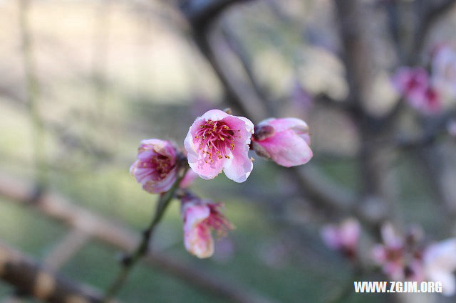 夢見有人給我錢_周公解夢夢到有人給我錢是什麼意思_做夢夢見有人給我錢好不好_周公解夢官網