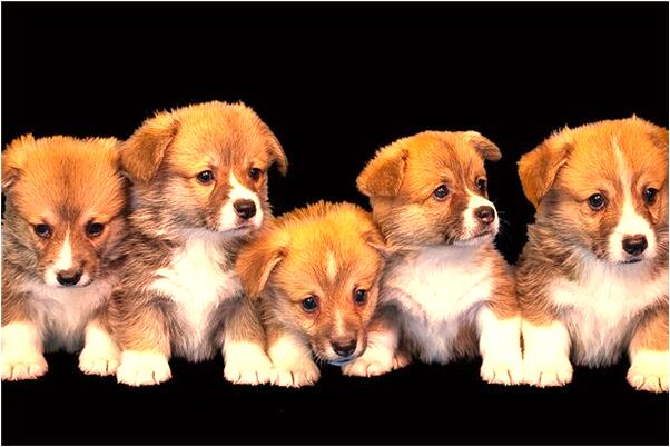 夢見酒店起火被撲滅是什麼徵兆_周公解夢官網