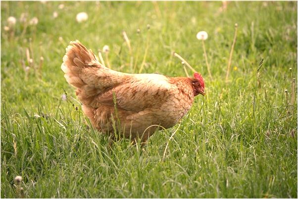 夢到自己臉上長了胎記好不好_周公解夢官網