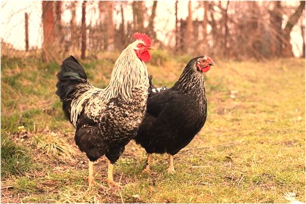 夢到了弟弟的腿被車壓斷了代表著什麼_周公解夢官網