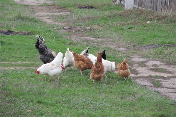 1993年屬雞一生運程_十二生肖