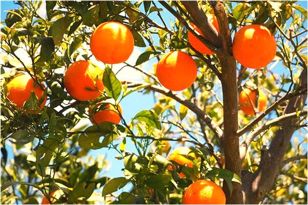 夢到自己吃橘子是怎么回事_周公解夢官網