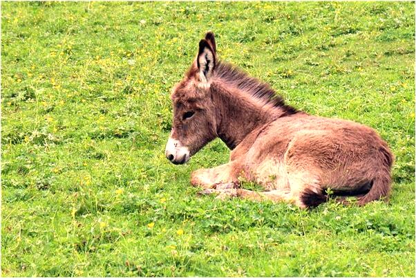 夢見抬病人是什麼徵兆_周公解夢官網