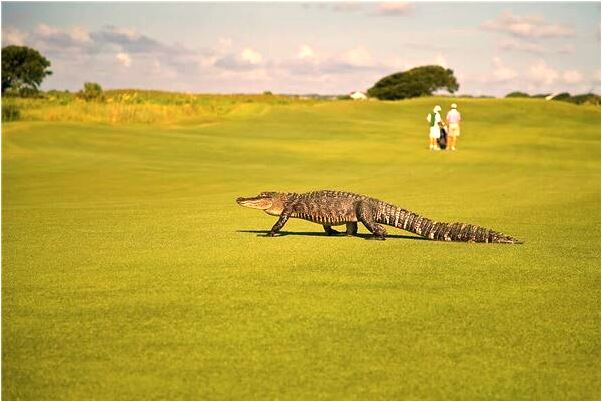 夢到了回娘家遇見狗意味什麼_周公解夢官網