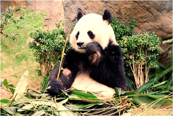 夢到腐爛的陌生死人是好的徵兆嗎_周公解夢官網