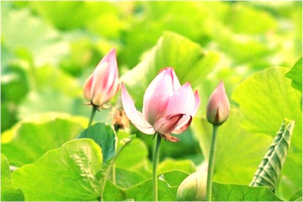 夢見老頭來我家上廁所好不好_周公解夢官網