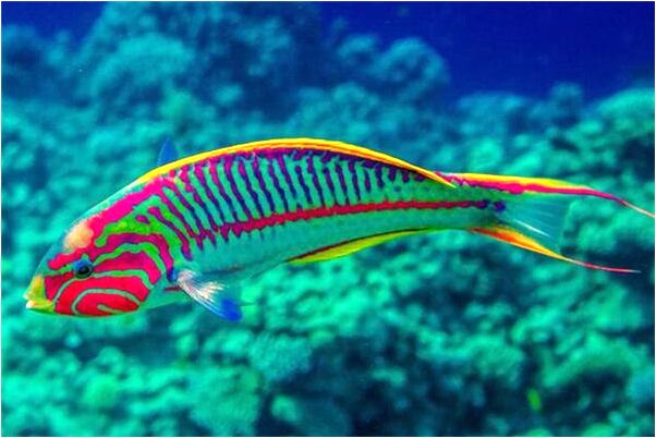 夢到爸爸給槍殺是什麼預兆_周公解夢官網