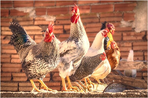 夢到了在表姐家吃飯是什麼啟示_周公解夢官網