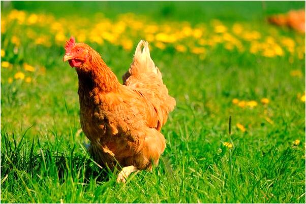 夢到蹲監獄的人在外面預示什麼_周公解夢官網