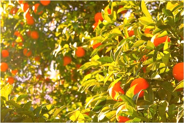 夢到了切東西是什麼意思？_周公解夢官網