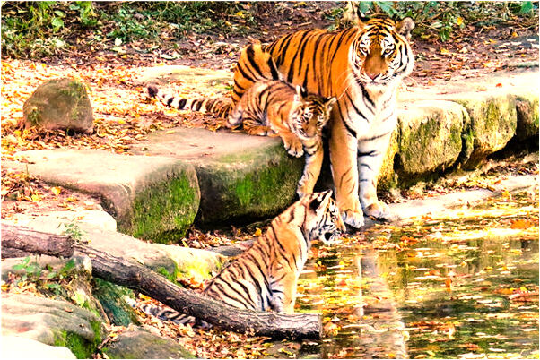 夢到羊和猴在一起玩有什麼預示嗎_周公解夢官網