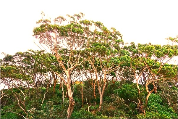 夢到吃的餛飩不熟的預兆_周公解夢官網