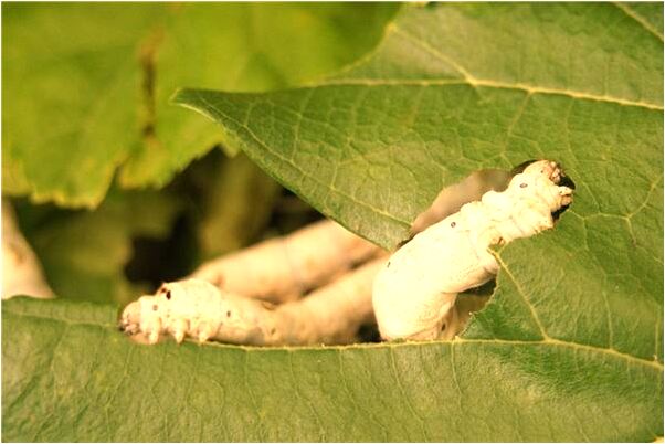 夢到了自己孩子落水死而復生是凶兆還是吉兆_周公解夢官網