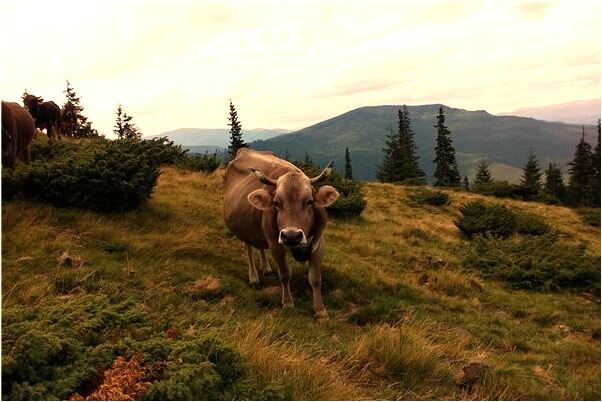夢見做車坐過站又坐回來是啥預兆_周公解夢官網